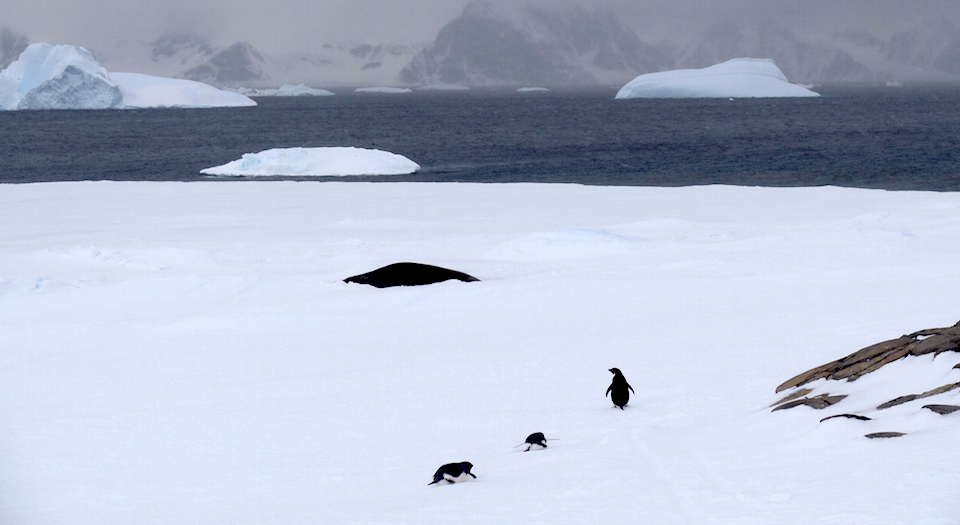 Penguins and seal