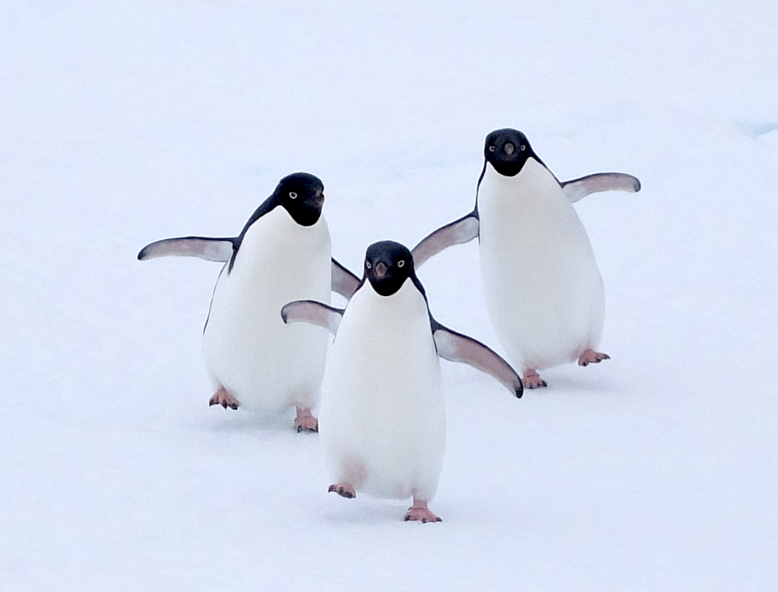 Adelie penguins