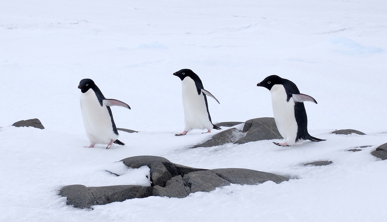 Adelie penguins