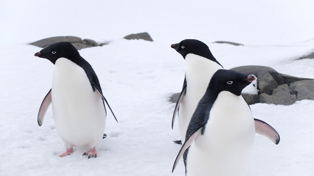 Adelie penguins