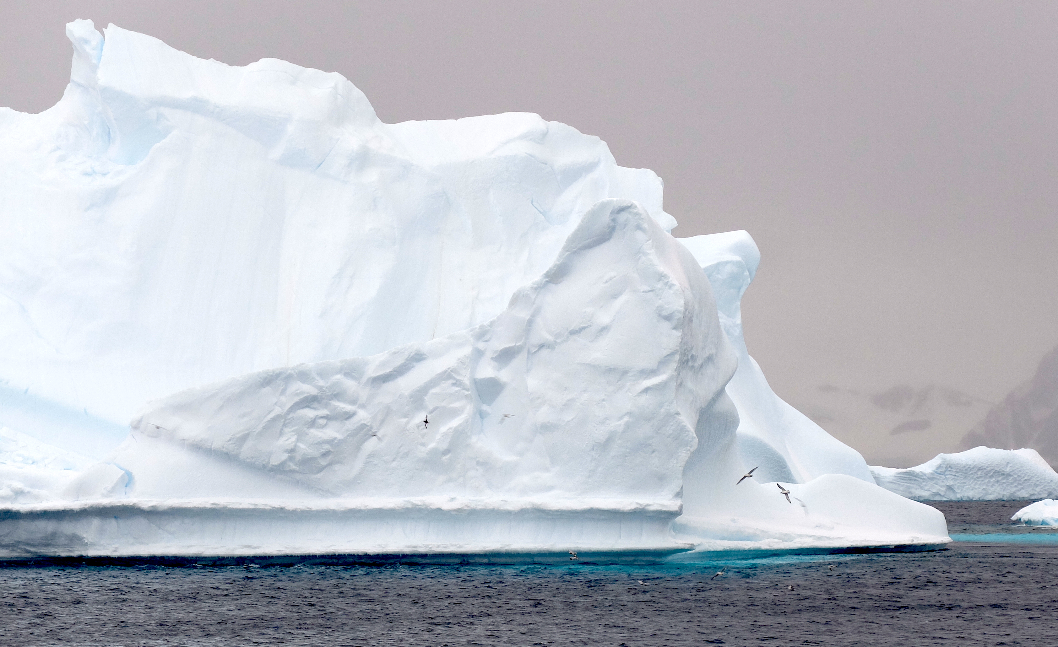 Iceberg birds